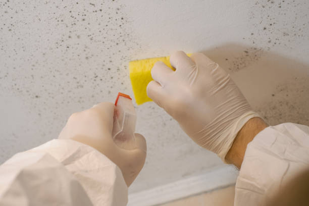 Best Comprehensive Air Testing for Mold Contaminants  in Rowland Heights, CA