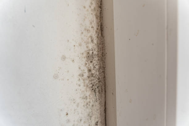 Best Residential Mold Inspection & Testing  in Rowland Heights, CA